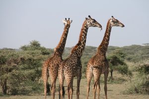 Afrika Safari Urlaub