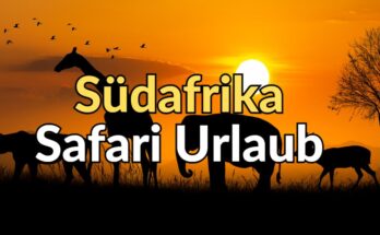 Suedafrik Safari Urlaub Wildtiere